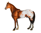 appaloosa