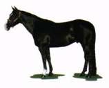 black horse