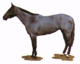 Blue Roan