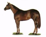 chestnuthorse