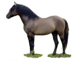 grulla