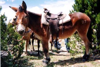 Saddle Mule