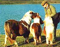 Shetland Ponies